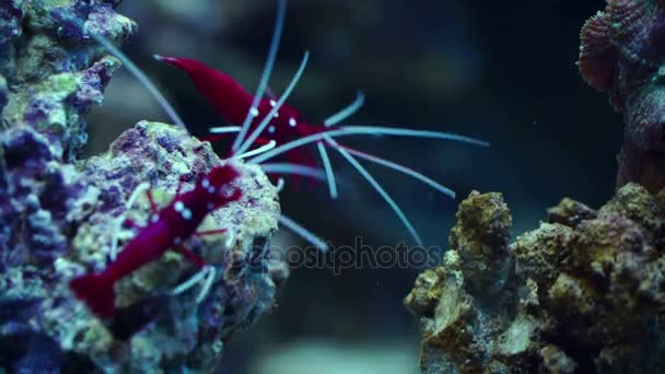 Pequenos crustáceos exóticos — Vídeo de Stock