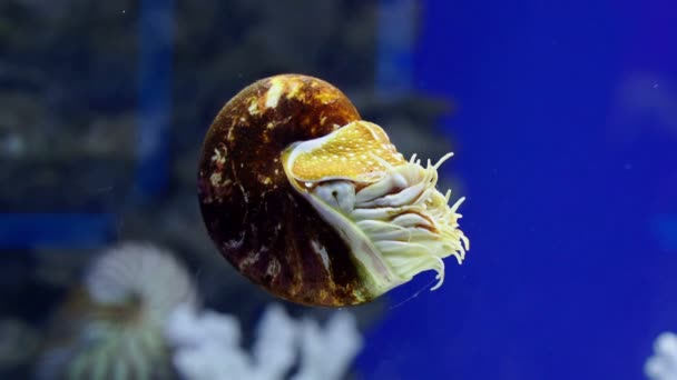 Nautilus che nuota sott'acqua — Video Stock