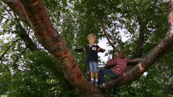 Enfants grimpant sur un arbre — Video