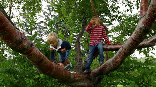 Niños escalando en el árbol — Vídeo de stock