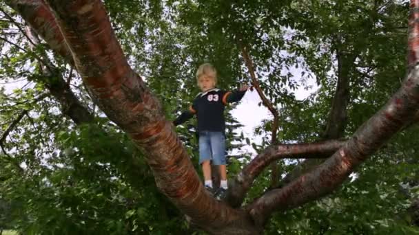 Child on a tree — Stock Video