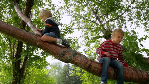 Two boys sitting on tree together — Stock Video