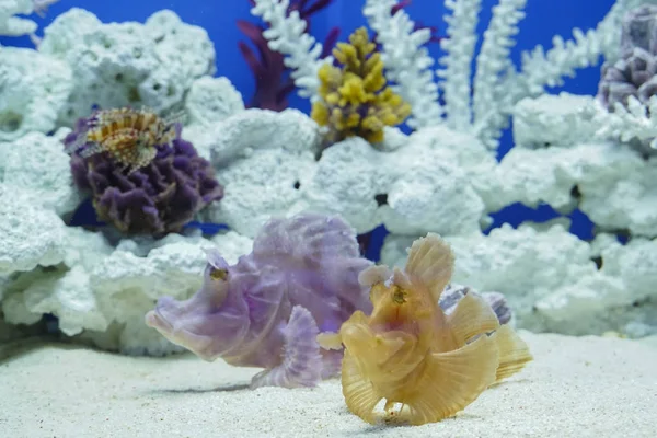 Pesci colorati sulla barriera corallina — Foto Stock