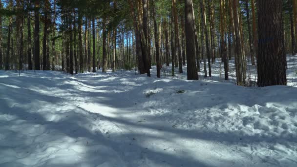 快乐的孩子在森林里一起骑在雪地上 — 图库视频影像