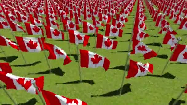 Πολλές σημαίες του Καναδά κουνώντας στον αέρα στο πράσινο πεδίο. — Αρχείο Βίντεο