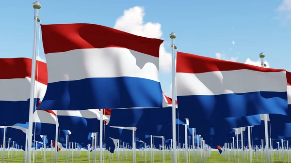 Flags of Netherlands in green field against blue sky. — Stock Photo, Image