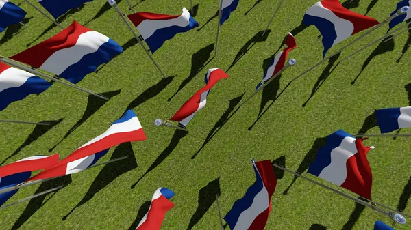 Netherlands flags in green field — Stock Photo, Image