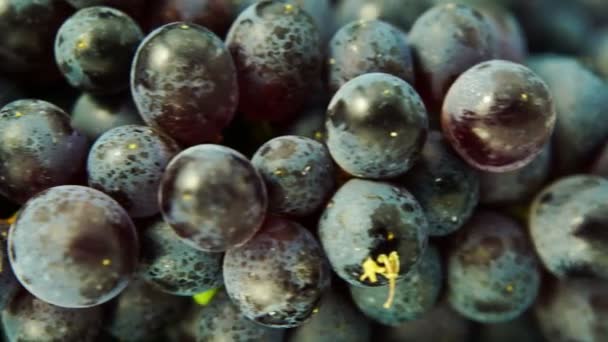 Juicy blue grapes background close up — Stock Video