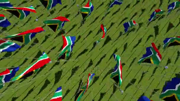 Flags of South Africa in green field. — Stock Video