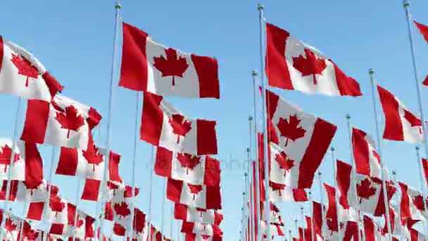 Banderas de Canadá ondeando contra el cielo azul claro . — Vídeos de Stock