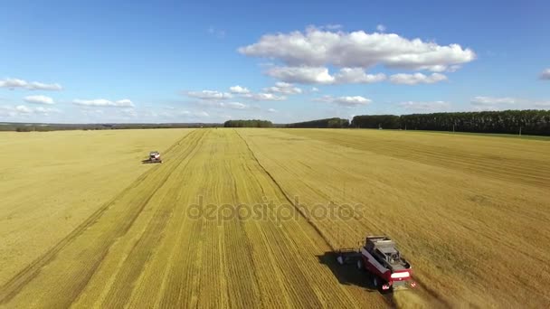 Combine Harvesters Cutting Wheat. — Stock Video