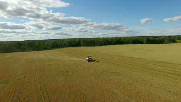 High above combine harvester harvests crops on agricultural land. — Stock Video