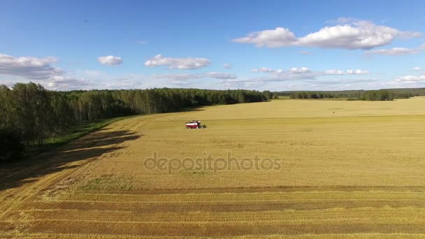 Aerial: Combine harvesting wheat — Stock Video