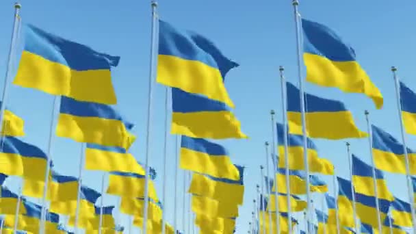 Many Ukraine flags in rows against clear blue sky. — Stock Video