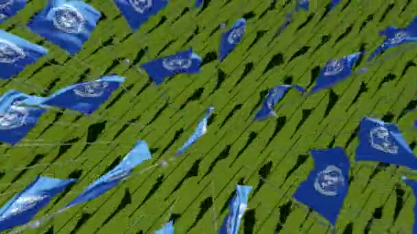 Many United Nations flags in green field. — Stock Video