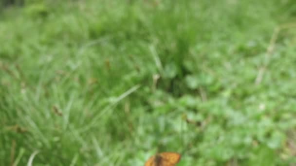 Помаранчева метелик на зеленому лузі — стокове відео
