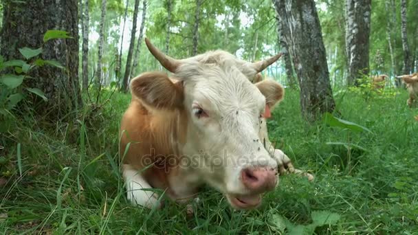 Vache couchée dans la forêt de bouleaux — Video