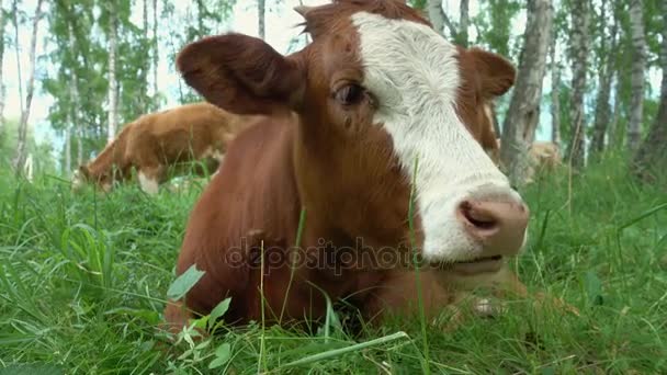 Kuh liegt auf der Weide und frisst Gras — Stockvideo