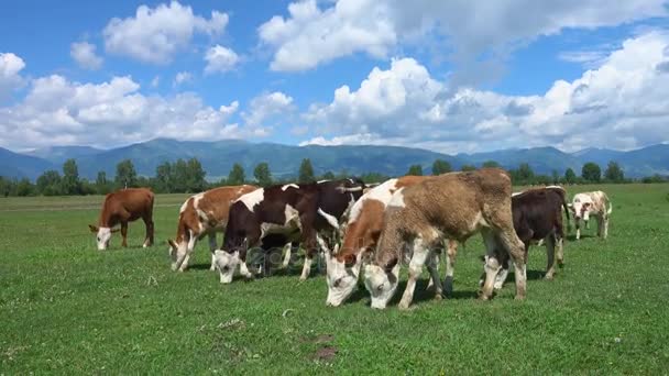 Kor som betar på en grön grönskande äng — Stockvideo