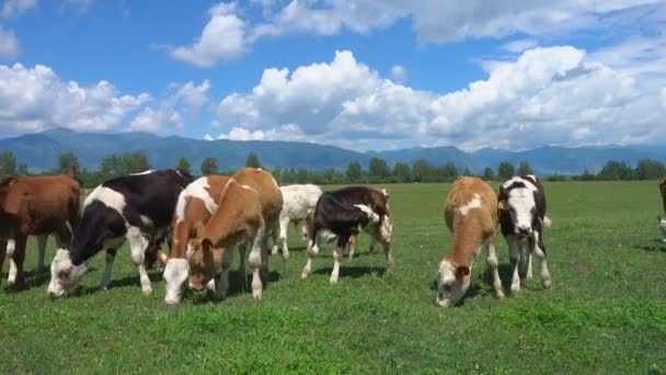 vaches broutant sur la prairie verte
