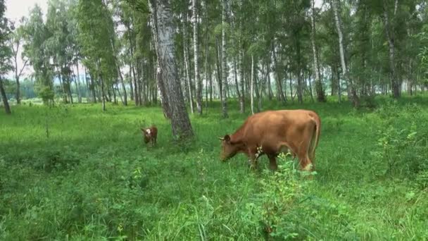 Коровы пасутся на пастбищах — стоковое видео