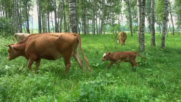 Vaca y ternero pastando sobre hierba verde — Vídeos de Stock