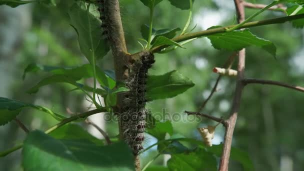 Caterpillar yeşil yapraklar arasında bir ağaç üzerinde — Stok video