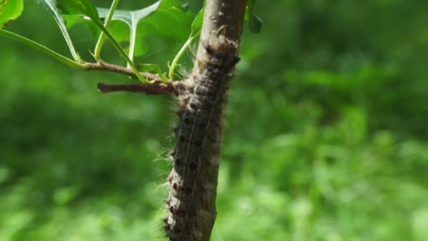 Kök üzerinde hareket Caterpillar odaklanmak — Stok video