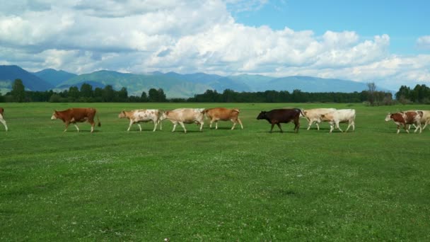 pasoucí se krávy v oblasti zelené letní louka v horách