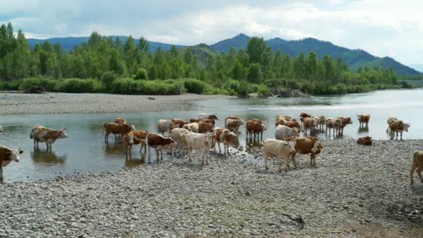 Много коров, стоящих в воде в маленькой реке — стоковое видео