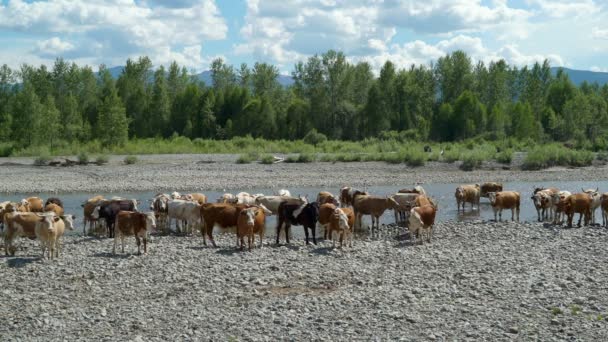 许多母牛站立在山河的水在石海滩美丽的自然风景 — 图库视频影像