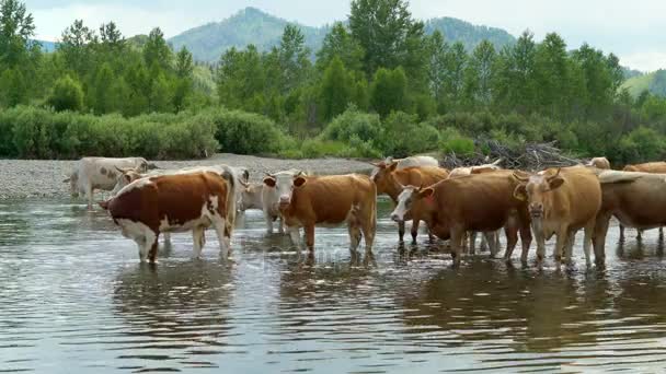 Vacas Pie Río Montaña Mirando Cámara — Vídeos de Stock