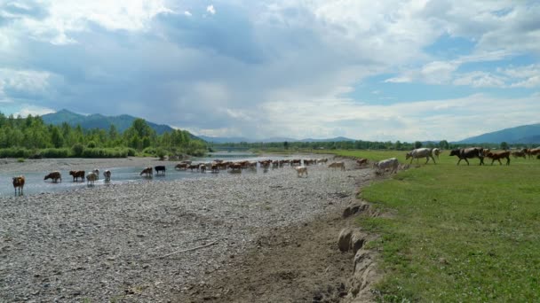 Корови Телята Йдуть Річки Горах Красиве Пейзажне Небо Хмари — стокове відео