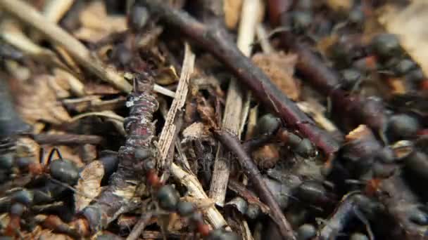 Ants working in anthill. — Stock Video