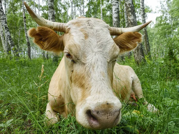 Корова Лежит Березовом Лесу Ест Траву — стоковое фото
