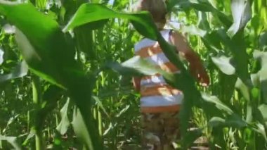 Ağır çekim güneşli bir günde açık yeşil çim alan Mısır veya Mısır arasında çalışan çocuklar 