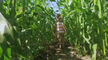 Üç kardeş yeşil Mısır tarlasında bir sıcak yaz gününde yürüyüş