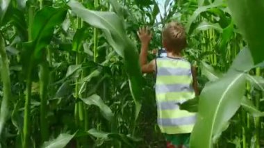 Ağır çekim: büyük yeşil Mısır veya Mısır arasında güneşli yaz gün çalışan genç erkek 