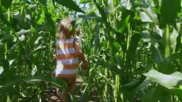 トウモロコシやトウモロコシの晴れた日の屋外の緑の芝生のフィールド間で実行されている長いブロンドの髪を持つ小さな男の子 — ストック動画