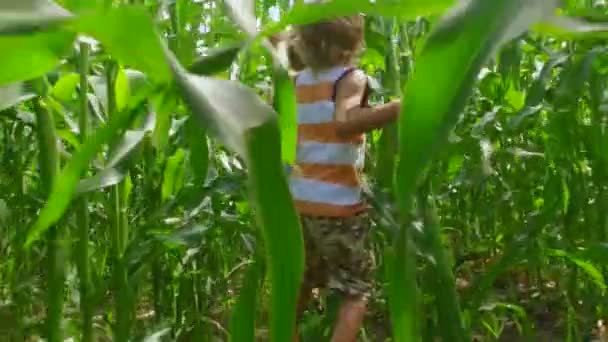 Small Boy Long Blonde Hair Running Green Field Corn Maize Stock