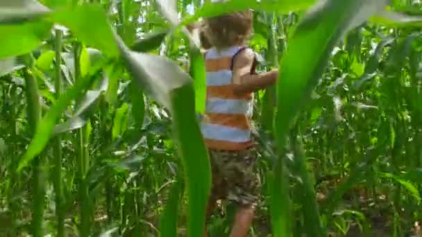 Small Boy Long Blonde Hair Running Green Field Corn Maize — Stock Video