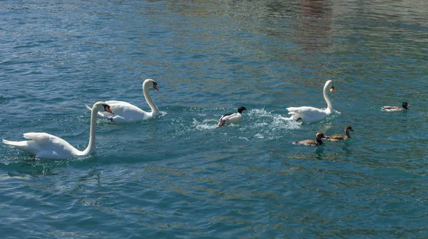Swans Ducks Beautiful Lake Sunny Day — 스톡 사진