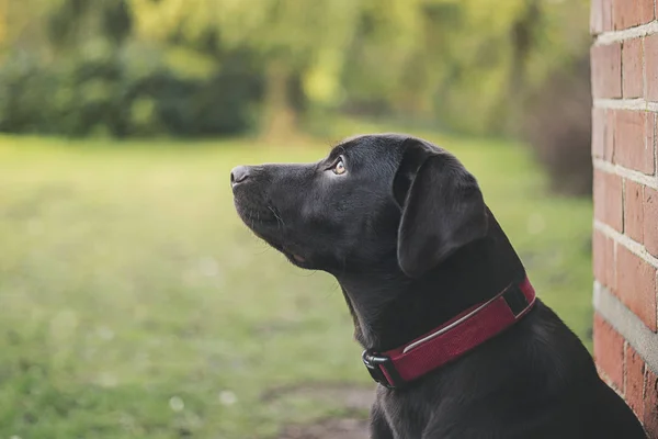 Chocolade Labrador pup buiten — Stockfoto