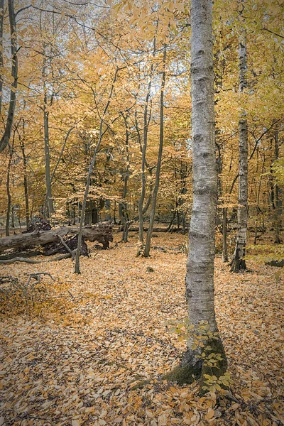 Hösten skogsmark bakgrund — Stockfoto