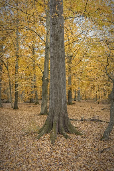 Helsingborg Pålsjö skog — Stockfoto