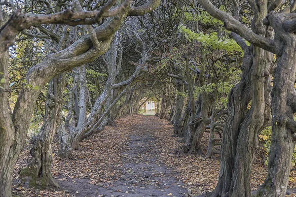 Palsjo Hornbeam Avenue — Stock Photo, Image