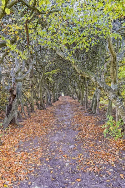 Palsjo Tree Tunnel — Stock Photo, Image