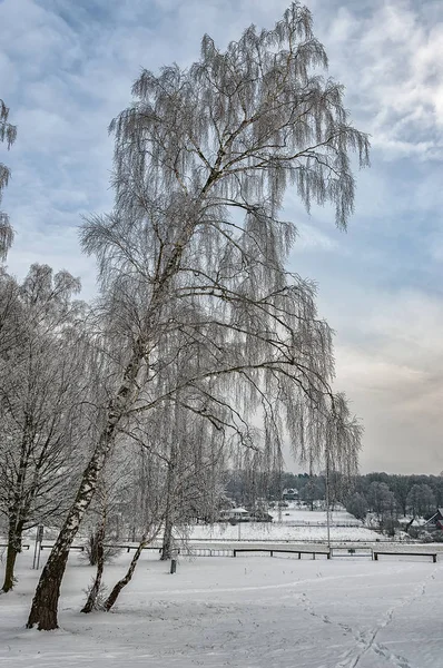 Bomen in de winter — Stockfoto