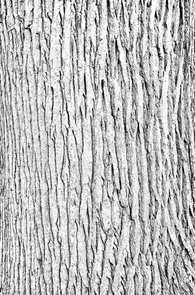 White Tree Texture — Stock Photo, Image