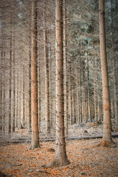 Bosque de otoño de Soderasens — Foto de Stock